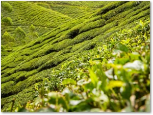 Link zu Schwarzer Tee bei Haushaltswaren Maurer